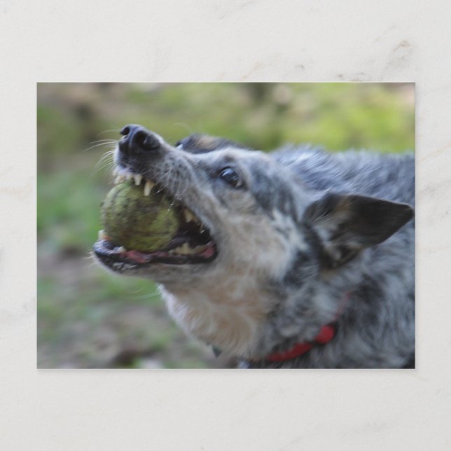 Toothy Ball Postkarte (Vorderseite)