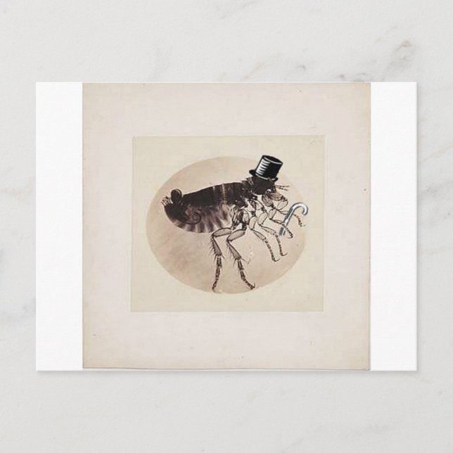 Top Hat und Cane Flea Postkarte (Vorderseite)