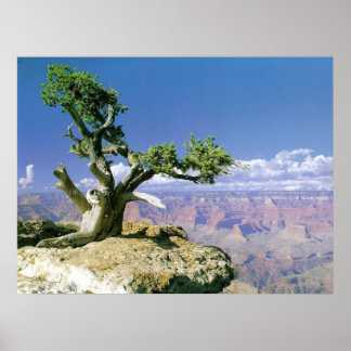 Top O'The Canyon Poster