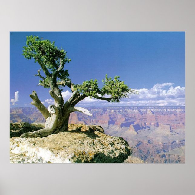 Top O'The Canyon Poster (Vorne)