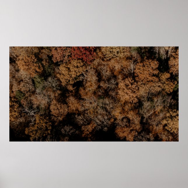 Top-view photography of tree poster (Vorne)