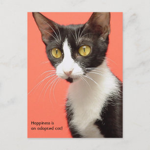 Topenga - Glück ist eine adoptiert Katze! Postkart Postkarte