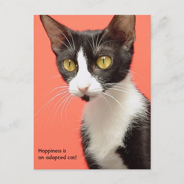Topenga - Glück ist eine adoptiert Katze! Postkart Postkarte (Vorderseite)