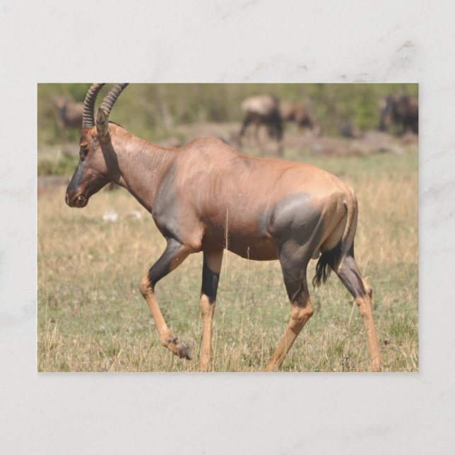 Topi (Antelope) in Serengeti Postkarte (Vorderseite)