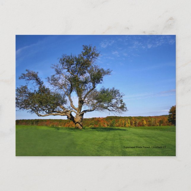 Topsmead Staats-Wald, Litchfield CT Postkarte (Vorderseite)