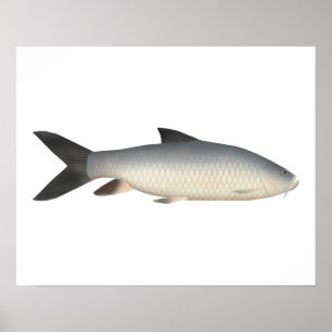 Tor Mahseer Poster