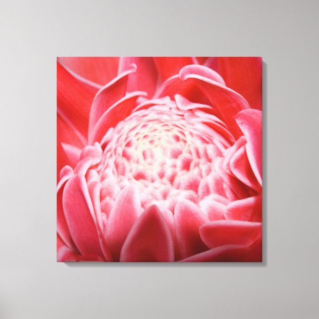 Torch Ginger Pflanze Blume Leinwanddruck (Vorderseite)