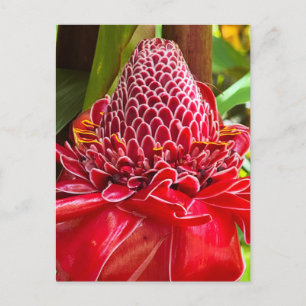 Torch Ginger Postkarte