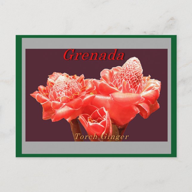 Torch Ginger Postkarte (Vorderseite)