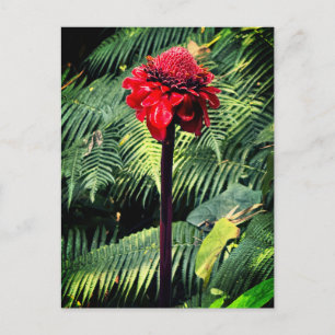 Torch Ginger Postkarte