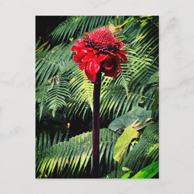 Torch Ginger Postkarte (Vorderseite)