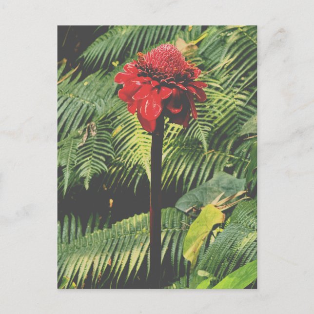 Torch Ginger Postkarte (Vorderseite)