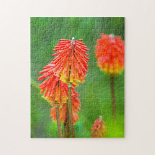 Torch Lily (Kniphofia Uvaria), Western Kap