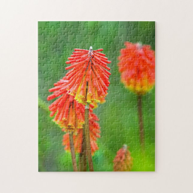 Torch Lily (Kniphofia Uvaria), Western Kap (Vertikal)