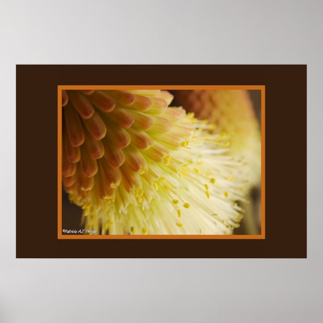 Torch Lily Red Hot Poker Blume Nah-Up Foto Poster (Vorne)