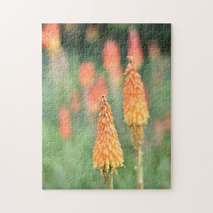 Torch Lily Red Hot Poker Blume Naturfotografie