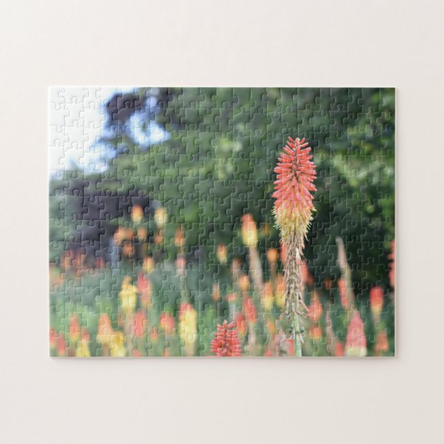 Torch Lily Red Hot Poker Blume Naturfotografie (Horizontal)
