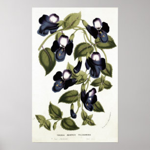 Torenia asiatica pulcherrima poster