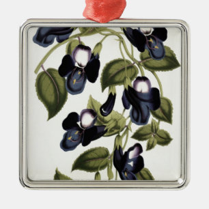 Torenia asiatica pulcherrima silbernes ornament