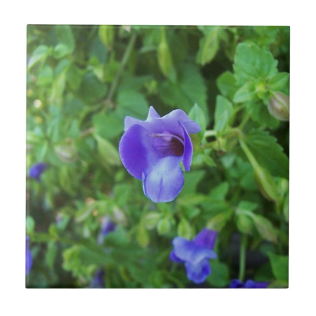 Torenia Fliese (Vorderseite)
