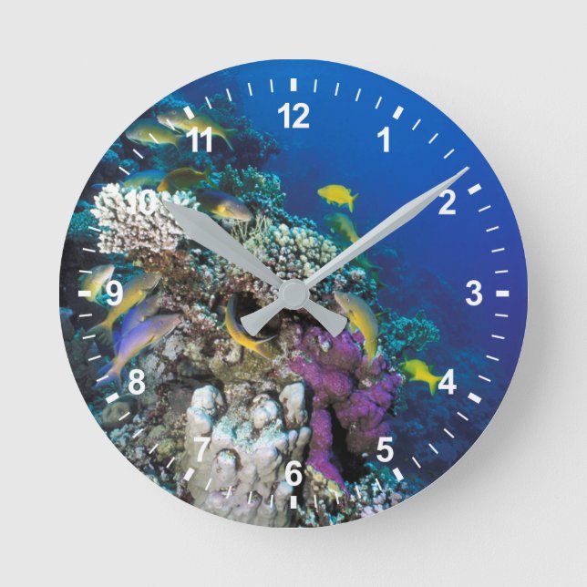 Torfschwärme um kleine Korallen Runde Wanduhr (Vorderseite)