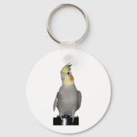 Tori das majestätische Cockatil