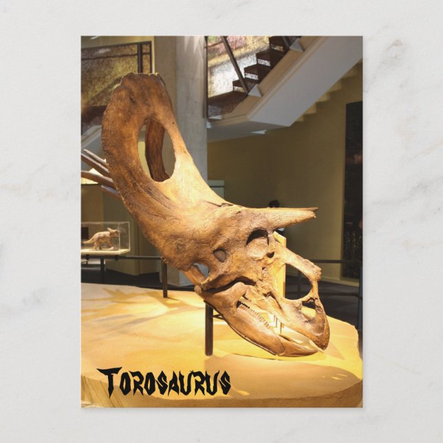 Torosaurus Postkarte (Vorderseite)