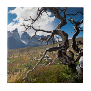 Torres del Paine Nationalpark, durch Feuer beschäd Fliese