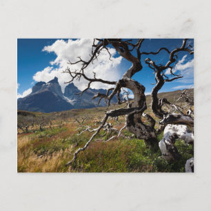 Torres del Paine Nationalpark, durch Feuer beschäd Postkarte