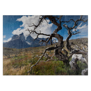 Torres del Paine Nationalpark, durch Feuer beschäd Schneidebrett