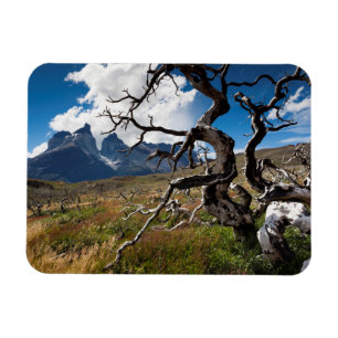 Torres del Paine Nationalpark, Feuer beschädigte  Magnet
