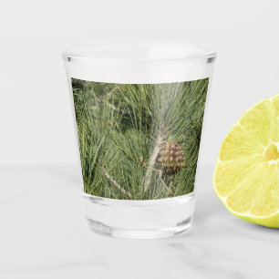 Torrey-Kiefer Nahaufnahme Kalifornische Botanik Schnapsglas