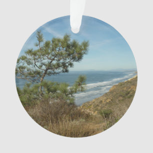 Torrey Pine and California Coastline Landscape