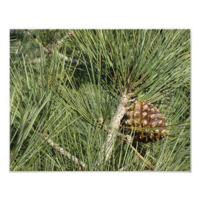 Torrey Pine Closeup California Botanical Fotodruck (Vorne)
