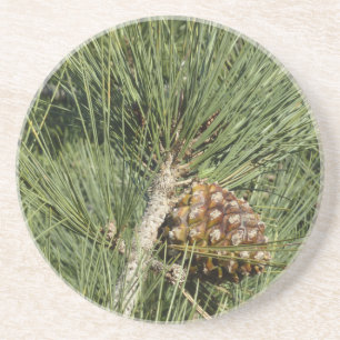 Torrey Pine Closeup California Botanical Getränkeuntersetzer