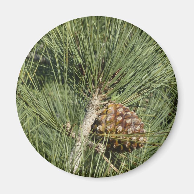 Torrey Pine Closeup California Botanical Magnet (Vorne)