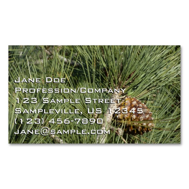 Torrey Pine Closeup California Botanical Magnetische Visitenkarte (Vorderseite)