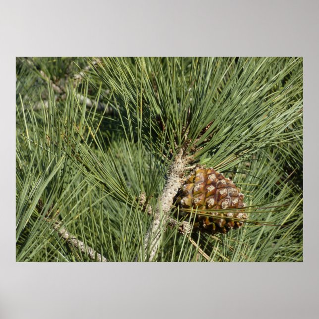 Torrey Pine Closeup California Botanical Poster (Vorne)