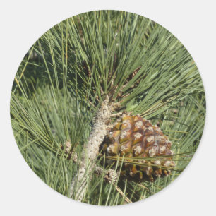 Torrey Pine Closeup California Botanical Runder Aufkleber