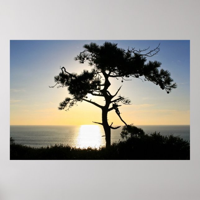 Torrey Pine Silhouette Matte Leinwand Poster (Vorne)