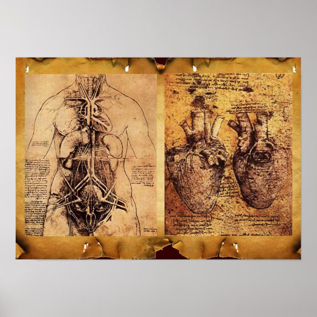 Torso/Herz der Frau und ihre Blutgefäße Poster (Vorne)