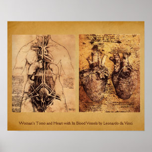 Torso/Herz der Frau und ihre Blutgefäße Poster