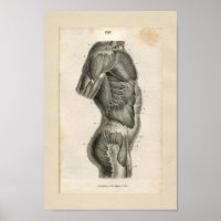 Torso Muskeln Vintag Anatomie Druck