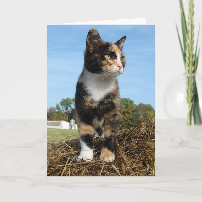 Torti Cat auf einem Hay Bale Karte (Vorderseite)