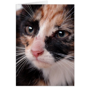 Torti Chatons Douceur Intérieure Pour Toutes Occas
