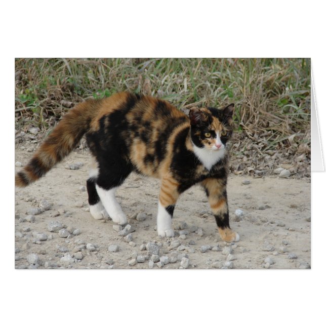 Torti Spooked (Vorderseite (Horizontal))