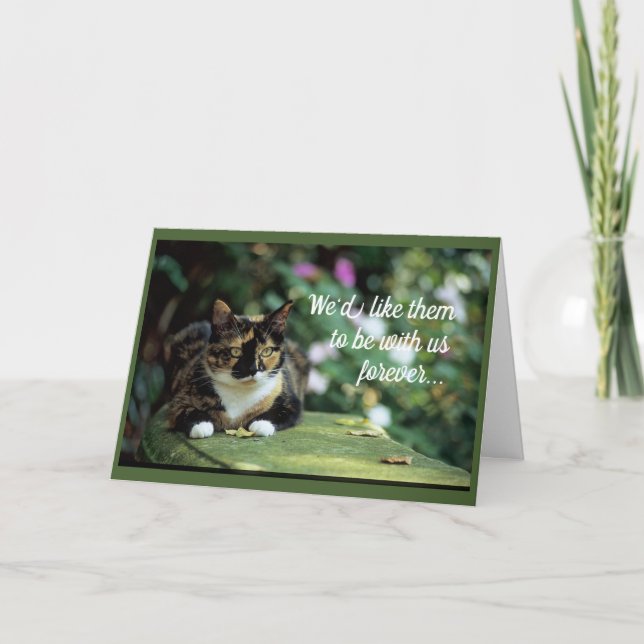 Tortie Cat auf der Gartenbank Karte (Vorderseite)
