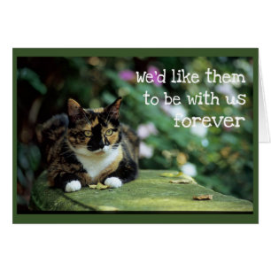Tortie Chat sur le banc de jardin - Sympathie