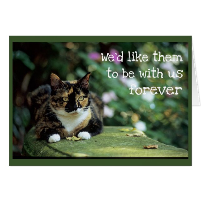 Tortie Chat sur le banc de jardin - Sympathie (Devant horizontal)