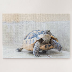 Tortoise